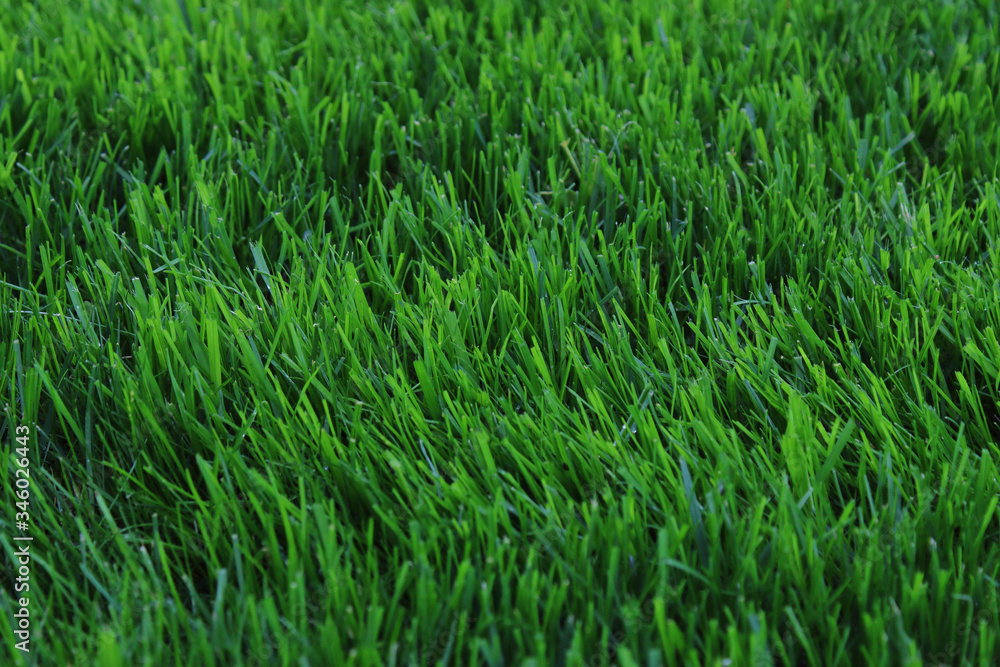 neatly trimmed green grass in the city park