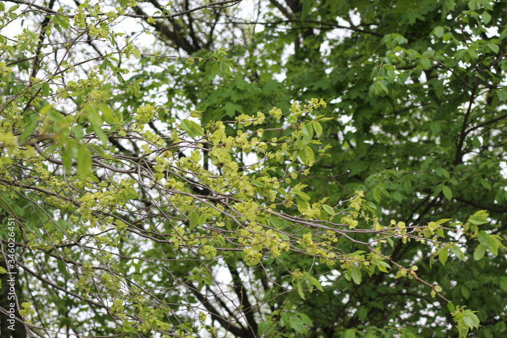 Elm flowers and seeds look like round coins
Elm flowers and seeds look like round coins