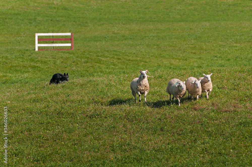 Herding Dog Runs Herd of Sheep (Ovis aries) Through Trial Course Autumn Herding Dog Runs Herd of Sheep (Ovis aries) Through Trial Course Autumn