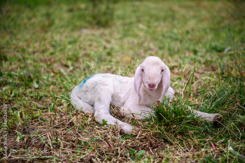 Lamb on grass