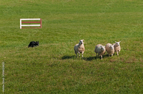 Herding Dog Runs Herd of Sheep (Ovis aries) Through Trial Course Autumn