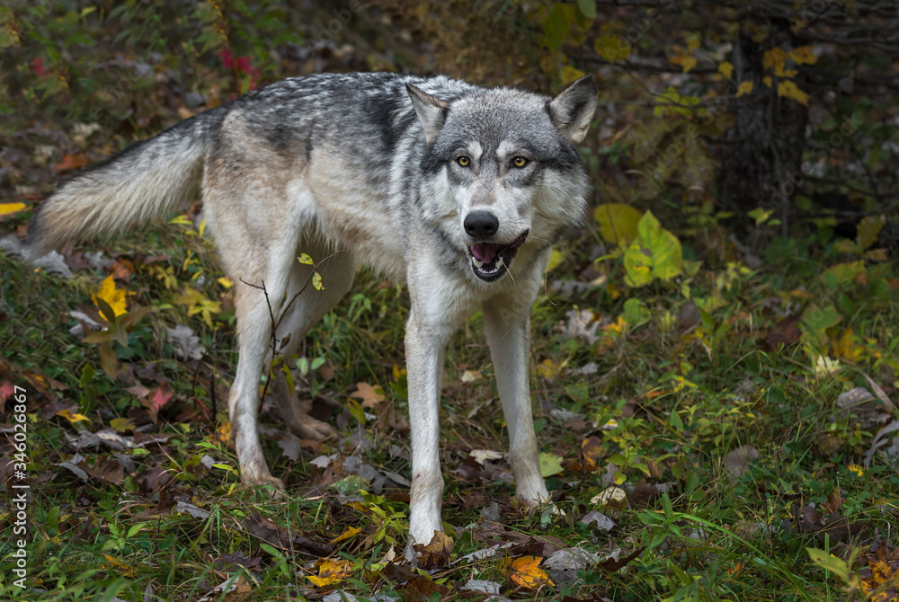 Obraz premium Grey Wolf (Canis lupus) Mouth Open Tail Wagging Autumn