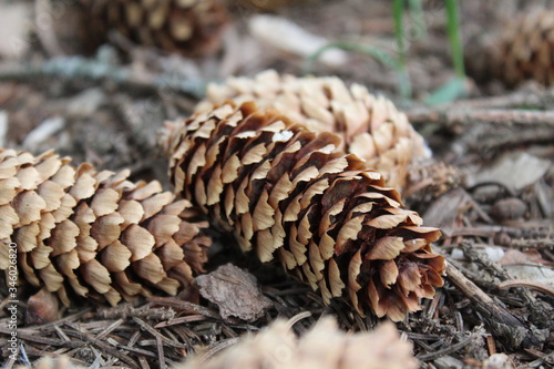 fir cones on the ground in spring