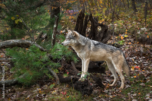 Grey Wolf (Canis lupus) Paws Up on Root Bundle Autumn