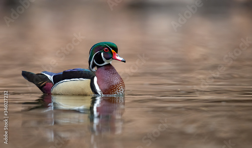 Canvas Print Wood Duck