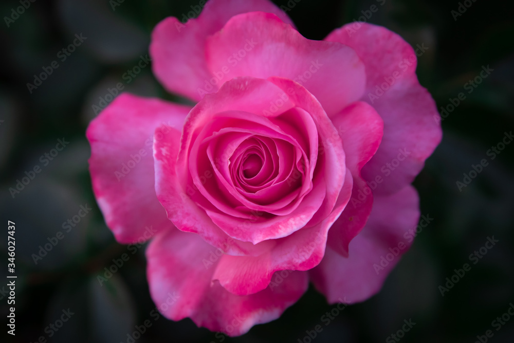 Very close up view of a pink rose with detail of the petals Very close up view of a pink rose with detail of the petals