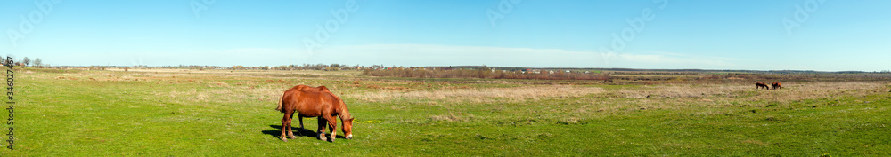 panorama with horses in the field, herd of horses grazing in the meadow in summer and spring, animal husbandry concept, with place for text panorama with horses in the field, herd of horses grazing in the meadow in summer and spring, animal husbandry concept, with place for text