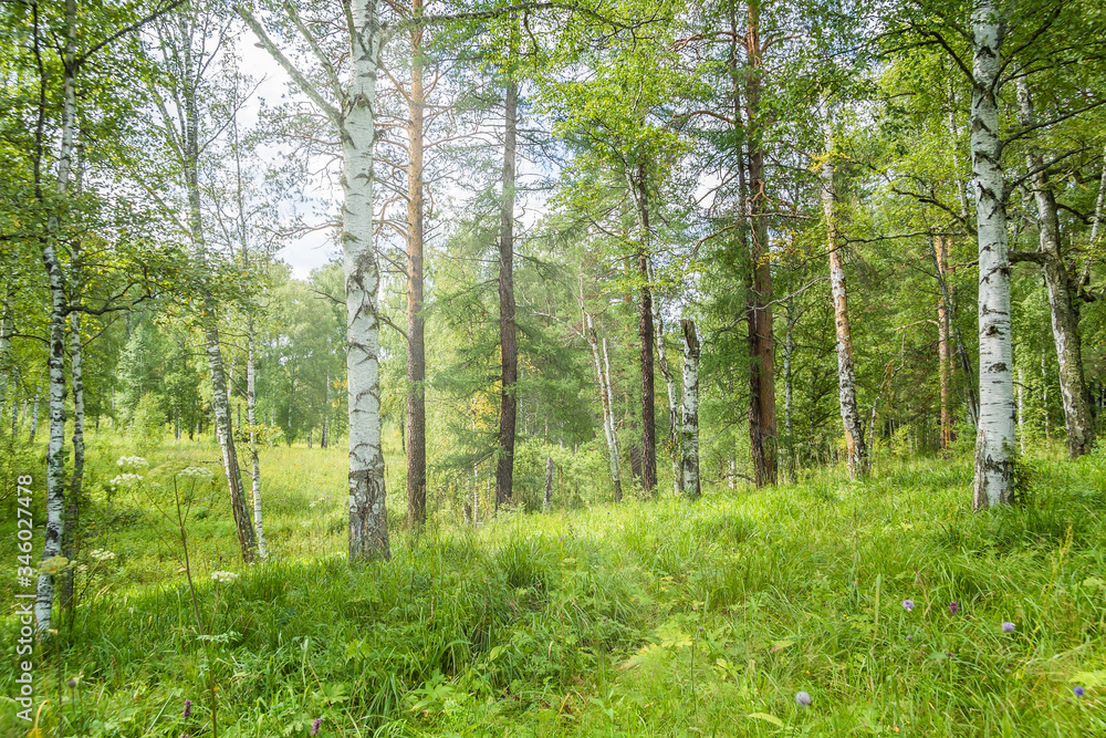 Fototapeta premium Sunny green glade in the wild forest, close-up