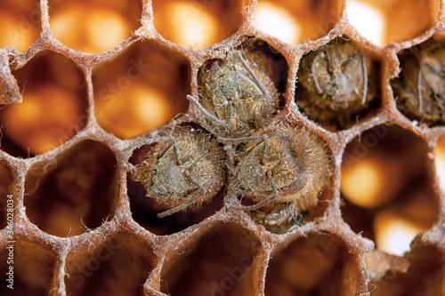 dead bees