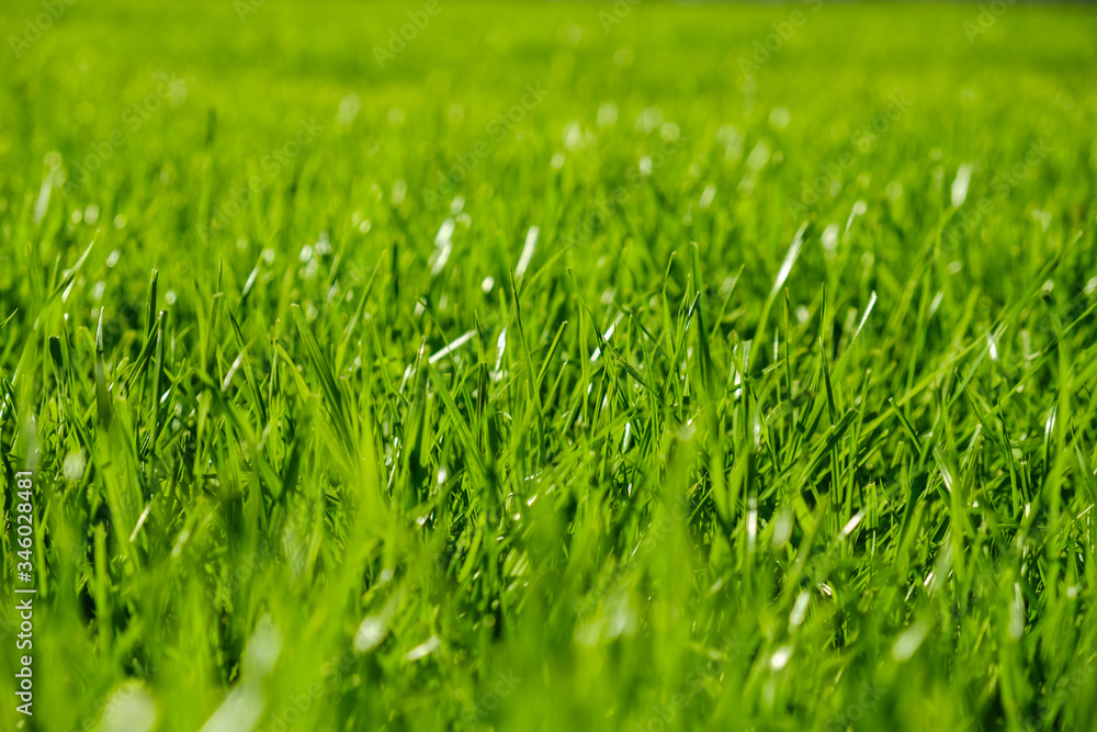 Fresh Green Grass Texture Background Fresh Green Grass Texture Background