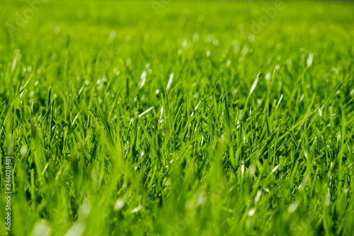 Fresh Green Grass Texture Background