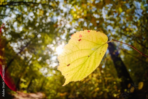 nature tree forest landscap...