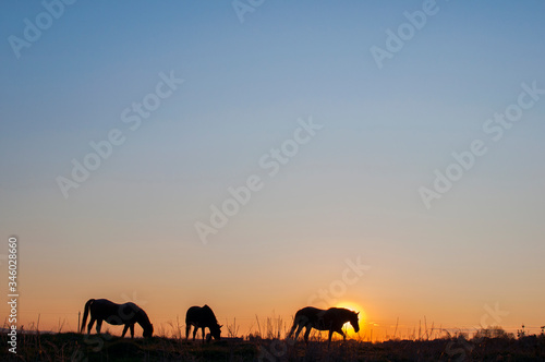 Horses grazing, walking at sunset with picturesque sky © mikhailgrytsiv