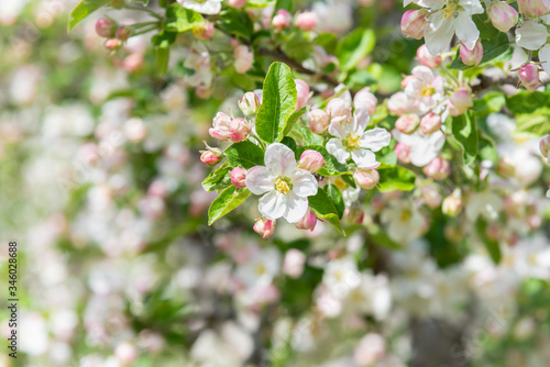 Close-up of apple blossoms and leaves on tree branch in orchard in the Okanagan Valley