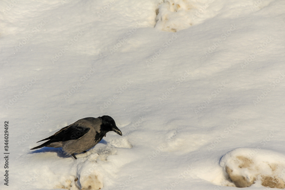 Crow on the snow hill in the park. Birds of the city. Crow on the snow hill in the park. Birds of the city.