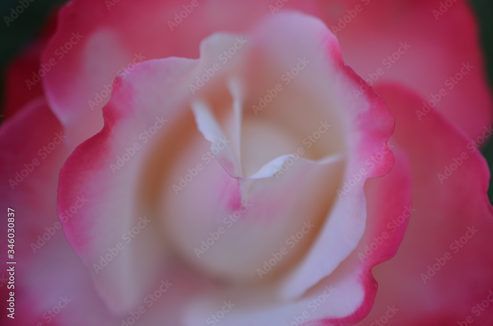Fotografie Nahaufnahme einer Edelrose Nostalgie