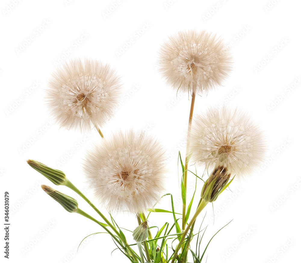 Four large dandelions. Four large dandelions.