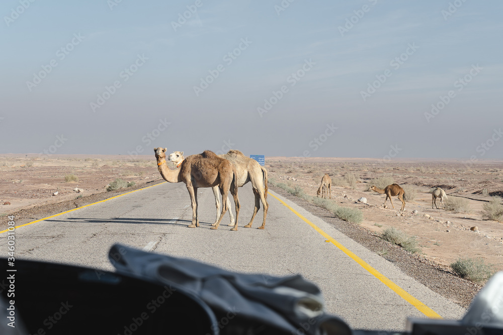 Φωτογραφία A group of several camels on the background of the sandstone desert Wadi Rum pose for the camera