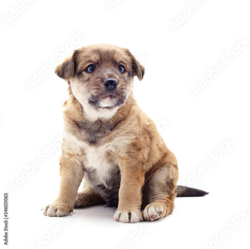 Fototapeta Naklejka Na Ścianę i Meble -  One little dog.