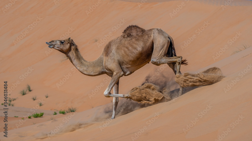 Φωτογραφία picture of desert with camel and cactus In Liwa , abu dhabi , united arab emirat