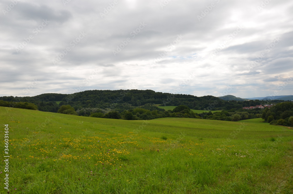 Blick über eine Wiese auf einen baumbewachsenen Hügel bei bewölktem HImmel