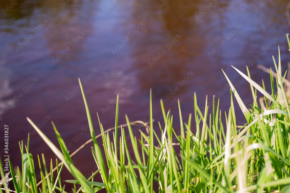 green grass on a background of water