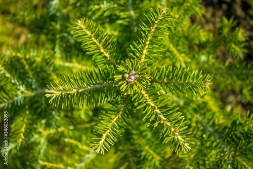 Fresh green leaf . Balsam fir , Blister pine tree.