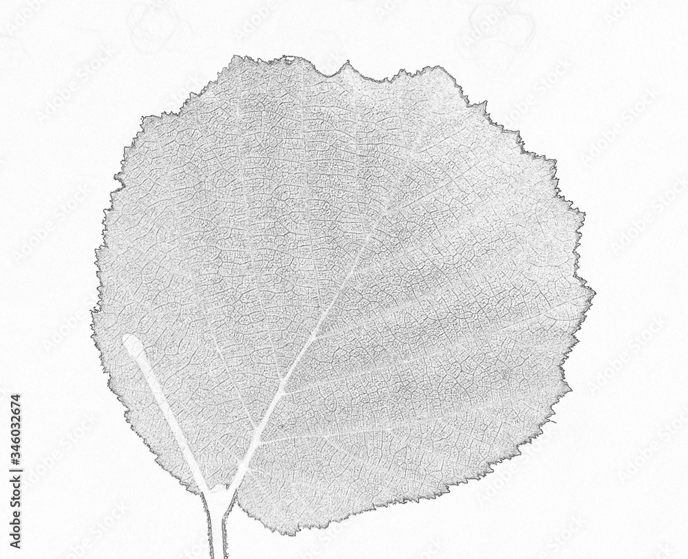 Wall Mural Minimalist picture: a roundish meshy leaf with the saw-shaped edges on the thin