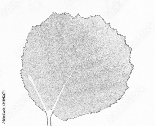 Obraz na plátne Minimalist picture: a roundish meshy leaf with the saw-shaped edges on the thin