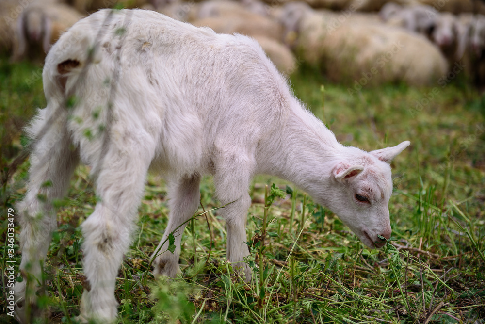 Lamb Lamb