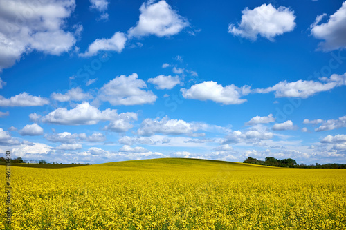 Blooming fields of rapeseed and blue sky with a nice cloudscape, beautilful sping landscape
