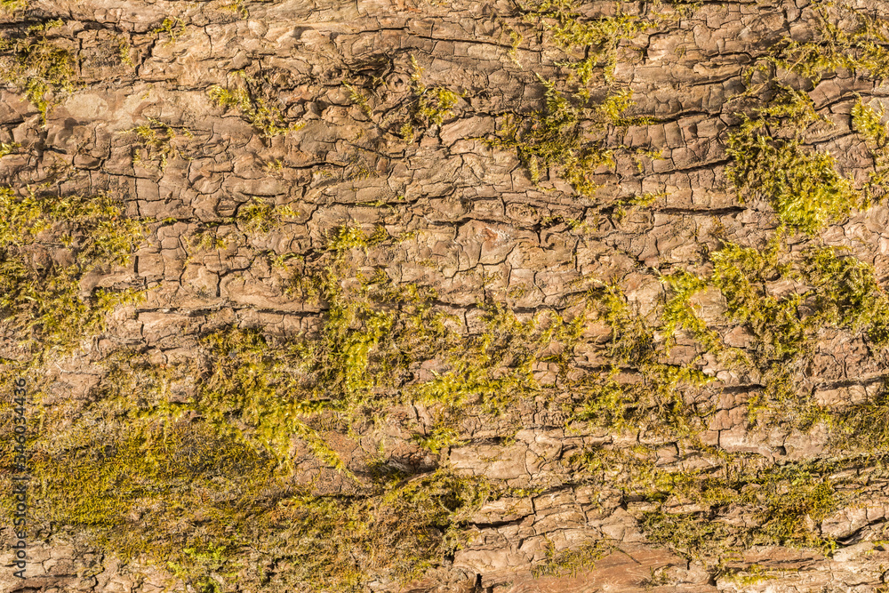 texture of tree bark with moss texture of tree bark with moss