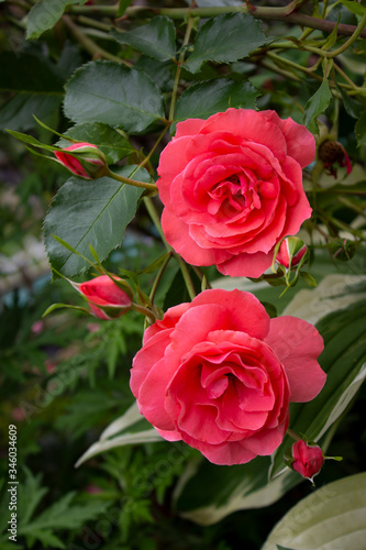 Red Roses. Rosebush Stock Photo