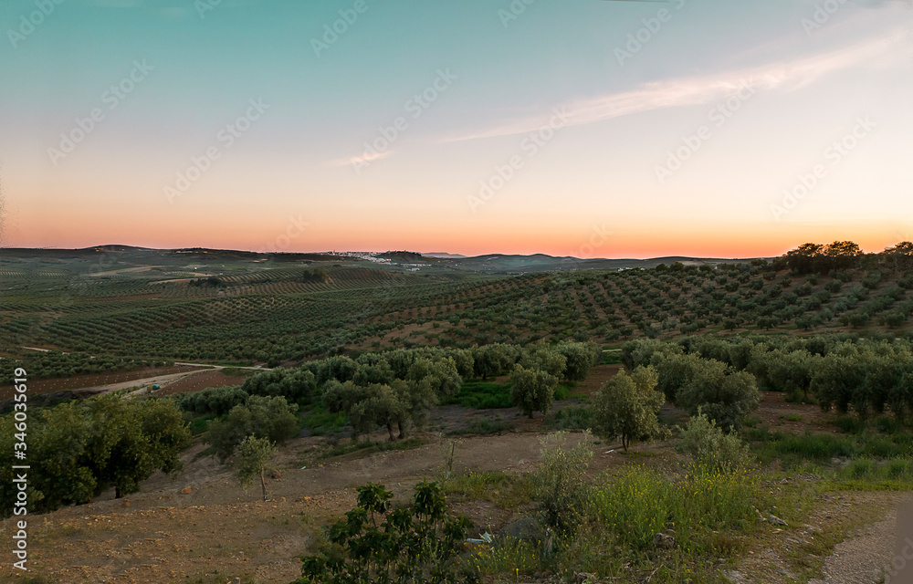 paisaje olivos centenarios sur de españa Córdoba aceite de oliva