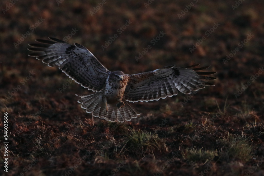 Obraz premium Buzzard field landing mouse caught
