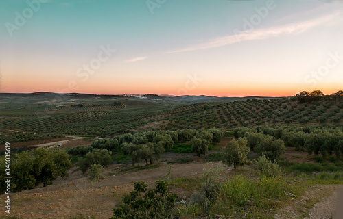 paisaje olivos centenarios sur de españa Córdoba aceite de oliva