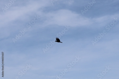 raven in the sky