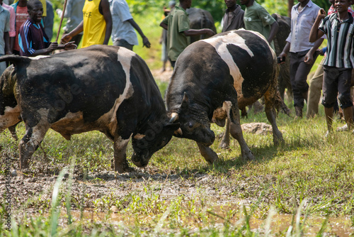 Bududa Bull Battle photo