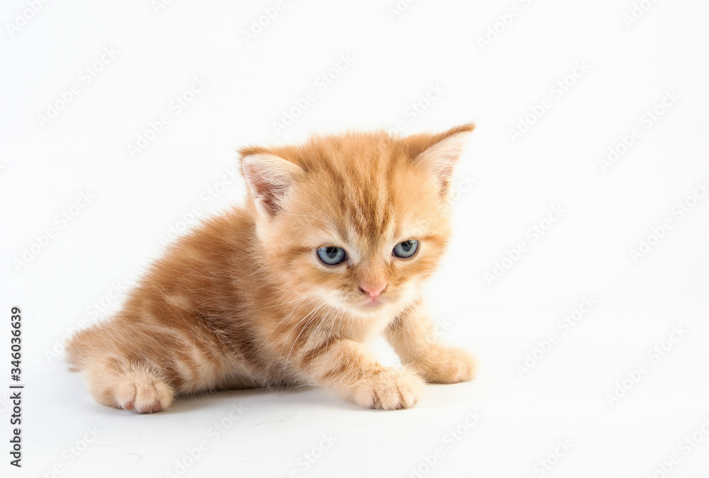 Cat baby tabby Kitten Cute Beautifu on white background Cat baby tabby Kitten Cute Beautifu on white background