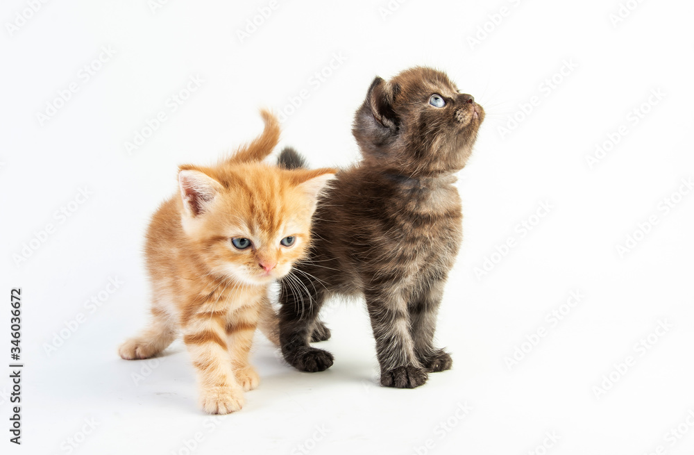 Cat baby tabby Kitten Cute Beautifu on white background Cat baby tabby Kitten Cute Beautifu on white background