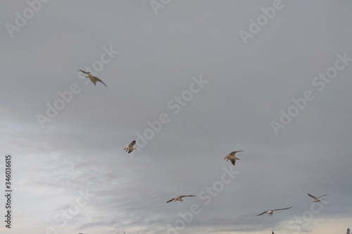 birds in flight © Stock Animation