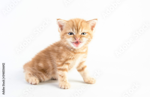 Cat baby tabby Kitten Cute Beautifu on white background