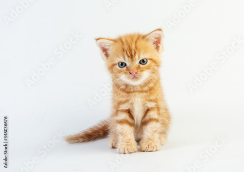 Cat baby tabby Kitten Cute Beautifu on white background