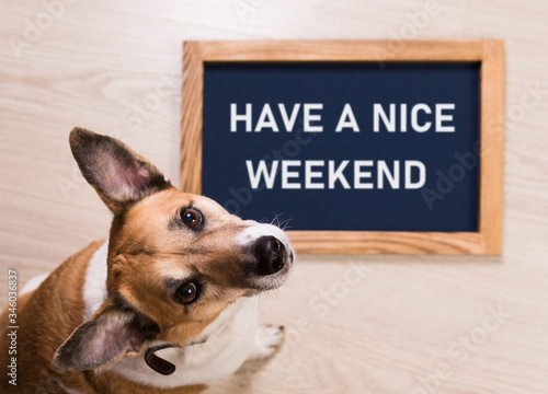Funny portrait of cute dog with letter board inscription have a nice weekend word lying on floor photo