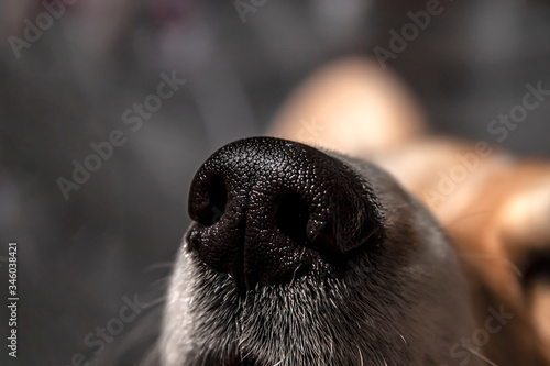 Close up black nose of Welsh Corgi Pembrok dog. in sunny day. Beautiful comic animal