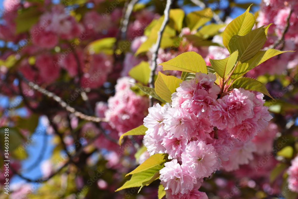 Kirschblüten sind wunderschön! Kirschblüten sind wunderschön!