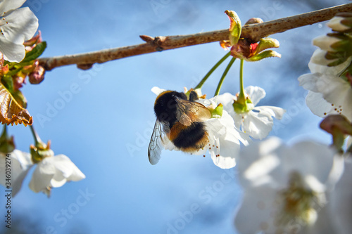 bumble bee on a flower blossom