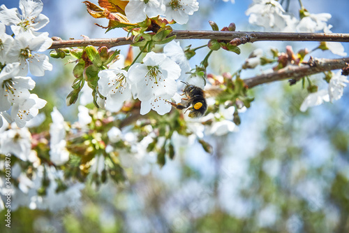 bumble bee on a flower blossom