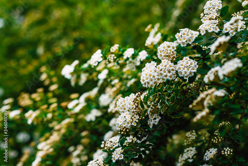 Shrub with beautiful white flowers in a spring garden after rain, beautiful floral background