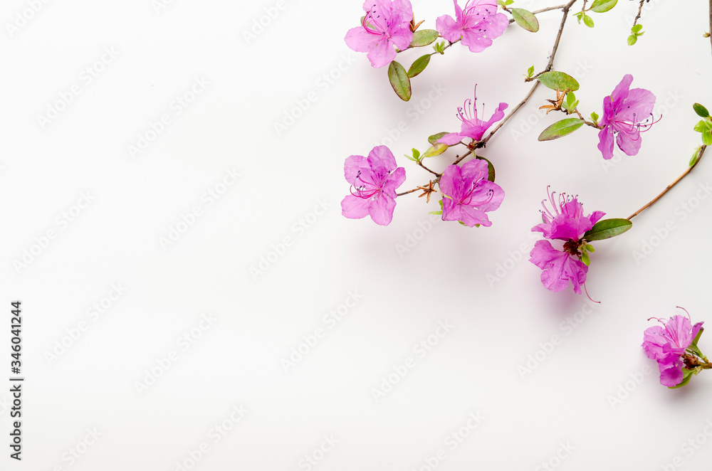 Purple rhododendron flowers Labrador tea on branch isolated on white background.